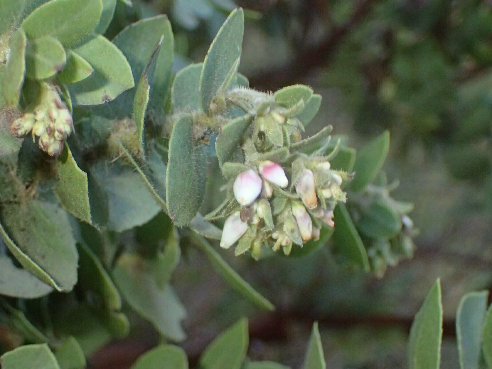 High Resolution Arctostaphylos purissima globosa Bud